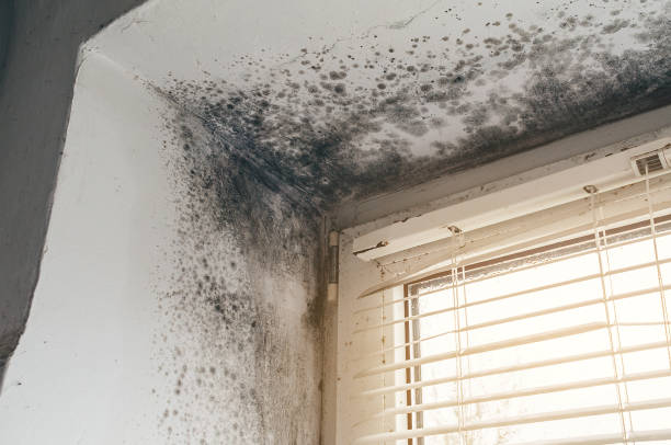 Affordable Crawl Space Mold Removal solutions in Johnstown, CO
